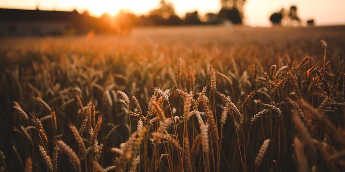 Dr. Stefani Dimitriou image 1